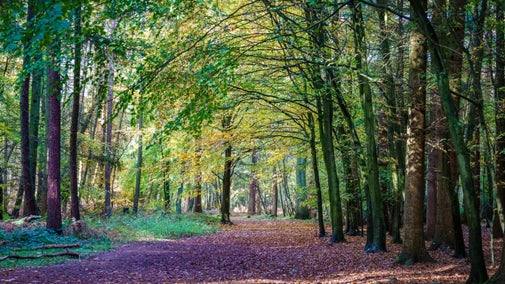 Trees arc over a woodland path with leafy boughs just starting to turn yellow and copper with autumn colour.